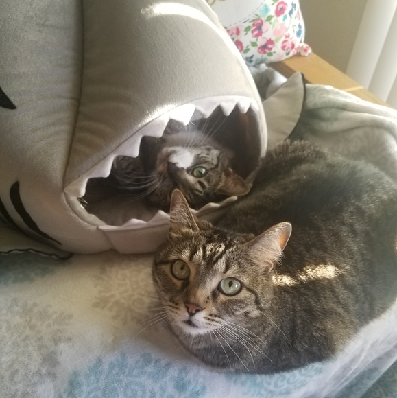 Meet your Posher Arielle! - Picture 8 of 8